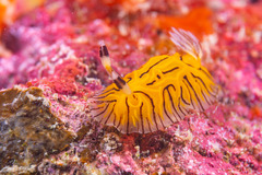 Halgerda willeyi