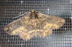 Paradromulia ambigua