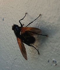 Chetogaster violacea-viridis