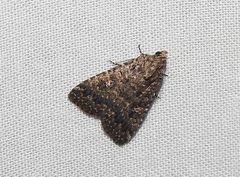 Hypoperigea tonsa