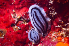 Phyllidiopsis xishaensis