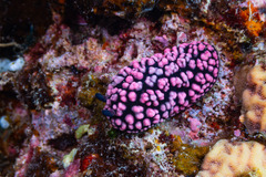Phyllidiella