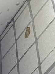 Kurixalus eiffingeri