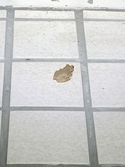 Kurixalus eiffingeri