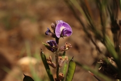 Glycine tabacina