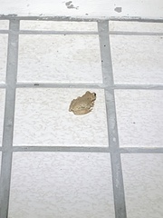 Kurixalus eiffingeri