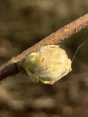Phytoptus avellanae