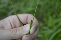 Melica picta