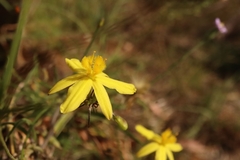Tricoryne elatior