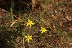 Tricoryne elatior