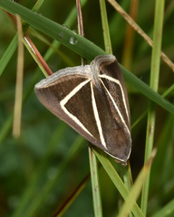 Chalciope delta