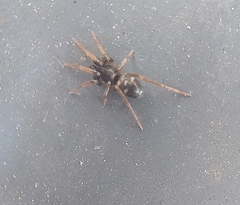 Phrurolithus