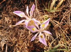 Moraea simulans