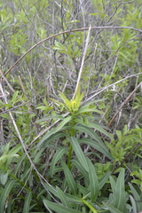 Euphorbia semivillosa