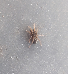 Phrurolithus