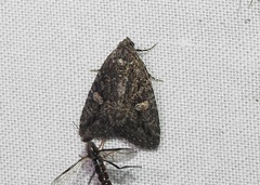 Condica aroana