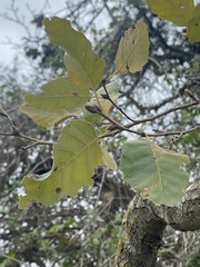 Quercus infectoria