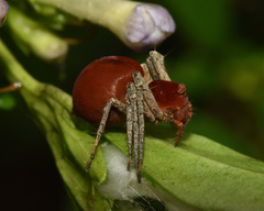 Oxyopes flavipalpis