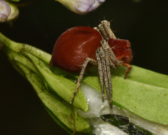 Oxyopes flavipalpis