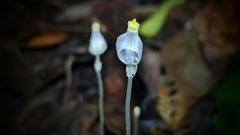 Burmannia nepalensis