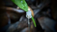 Burmannia nepalensis