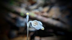 Burmannia nepalensis