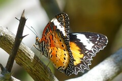 Cethosia cyane