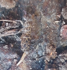 Orchesella villosa