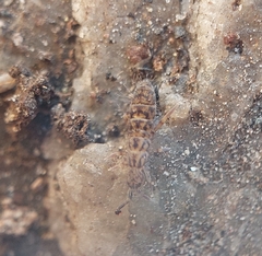 Orchesella villosa