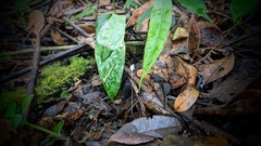 Burmannia nepalensis