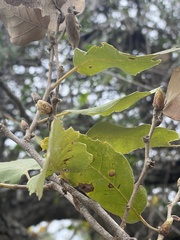 Quercus infectoria