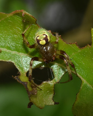 Araneus apricus