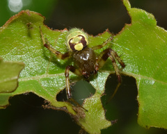 Araneus apricus