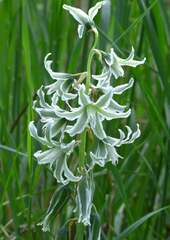 Ornithogalum boucheanum