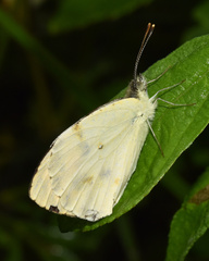 Colotis auxo