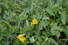 Tulipa sylvestris biebersteiniana