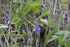 Viola ambigua