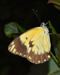 Belenois creona severina