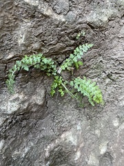Asplenium fontanum