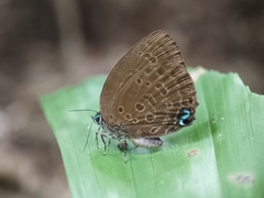 Arhopala major