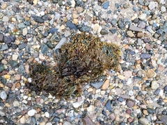 Fucus vesiculosus