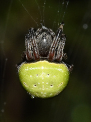 Araneus apricus