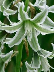 Ornithogalum boucheanum