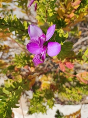 Polygala myrtifolia