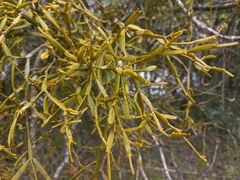 Viscum combreticola