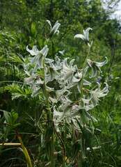 Ornithogalum boucheanum