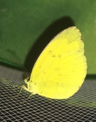 Eurema andersoni