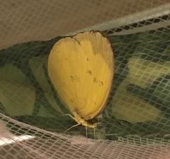 Eurema andersoni