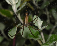 Euprosthenops