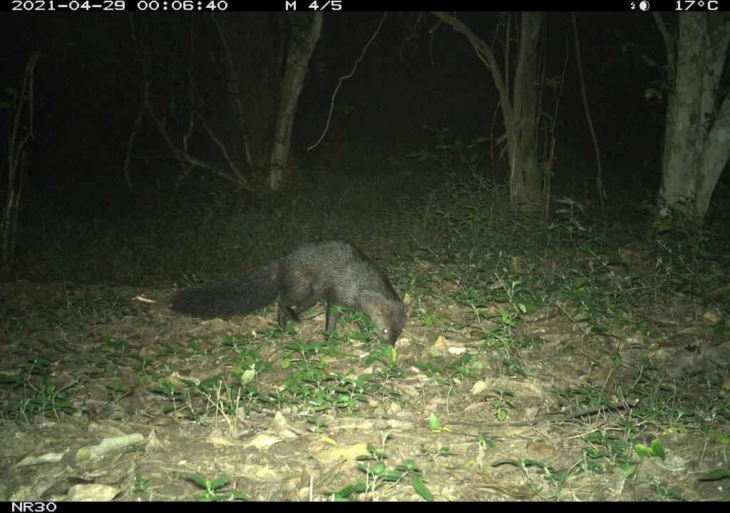 Bushy-Tailed Mongoose